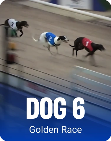 Dog 6